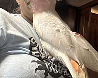 cockatoo-for-sale-in-naples-fl