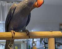 parakeet-for-sale