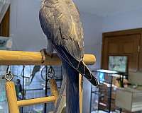 parakeet-for-sale-in-zuni-va