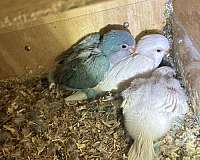 quaker-parrots-for-sale