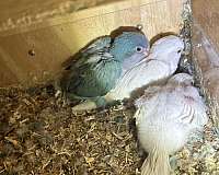 baby-quaker-parrots-for-sale