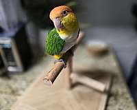 caique-for-sale