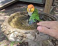 caique-for-sale-in-florida