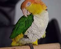 adult-caique-for-sale