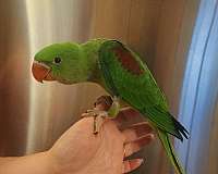 companion-bird-for-sale-in-farragut-tn