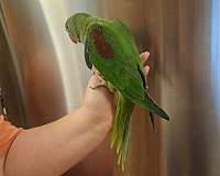 cute-bird-for-sale-in-farragut-tn