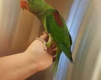 handfed-bird-for-sale-in-farragut-tn