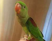 alexadrine-parakeet-for-sale-in-farragut-tn