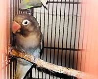 lovebird-for-sale