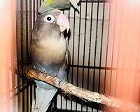 lovebird-for-sale-in-bethlehem-pa