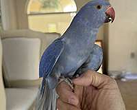 parrot-for-sale