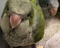 quaker-parrots-for-sale-in-ponce-de-leon-fl