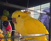 baby-bird-for-sale-in-ponce-de-leon-fl