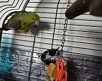 parrotlet-for-sale-in-west-warwick-ri