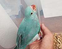 blue-bird-for-sale-in-santa-fe-tx