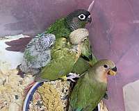 green-cheek-conure-for-sale-in-crosby-tx
