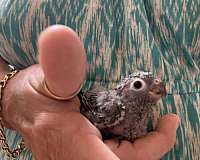 baby-bird-for-sale-in-crosby-tx