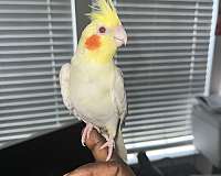 bird-parrot-for-sale-in-duluth-ga