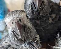 timneh-african-grey-parrot-for-sale-in-smithfield-va