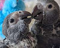 handfed-bird-for-sale-in-smithfield-va