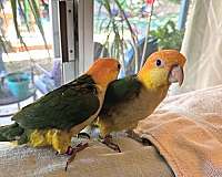 white-bellied-caique-for-sale