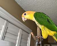 green-white-bellied-caique-for-sale