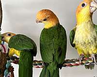 orange-white-bellied-caique-for-sale