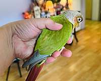 green-cheek-conure-for-sale-in-north-hollywood-ca