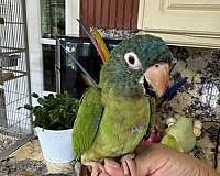 blue-crown-conure-for-sale-in-naples-fl