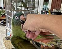 blue-crown-conure-for-sale