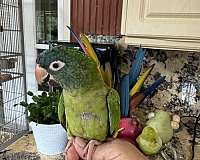 conure-blue-crown-conure-for-sale-in-naples-fl