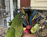 baby-blue-crown-conure-for-sale