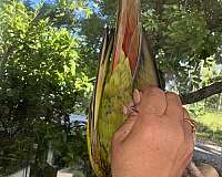 blue-crown-conure-for-sale