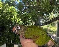 conure-blue-crown-conure-for-sale-in-naples-fl