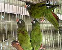 blue-crown-conure-for-sale-in-naples-fl