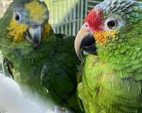 amazon-parrot-for-sale-in-gibsonia-pa