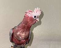 rose-breasted-cockatoo-for-sale-in-naples-fl