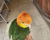 white-bellied-caique-for-sale