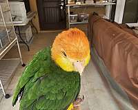 white-bellied-caique-for-sale-in-homestead-fl