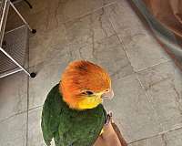 baby-white-bellied-caique-for-sale