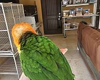 caique-for-sale