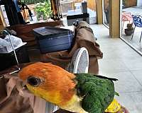 white-bellied-caique-for-sale-in-homestead-fl