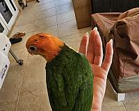 baby-white-bellied-caique-for-sale