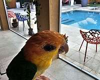 white-bellied-caique-for-sale