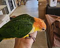 caique-for-sale