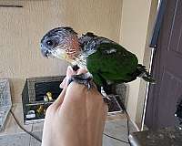 black-headed-caique-for-sale-in-homestead-fl