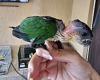 baby-caique-black-headed-caique-for-sale