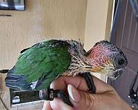 black-headed-caique-for-sale