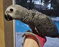 congo-african-grey-parrot-for-sale-in-homestead-fl