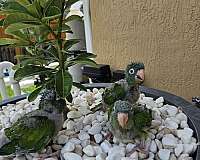 blue-crown-conure-for-sale-in-homestead-fl